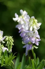 lippen2.webp