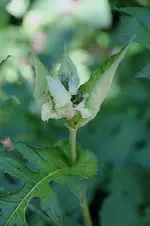 lippen3.webp