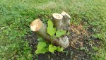 obst_feigen_20170621_06.jpg