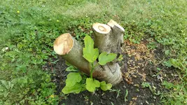 obst_feigen_20170621_06.webp