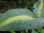 004_1067x800.JPG
