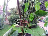 20170625_201246.webp