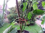 20170625_201246.jpg