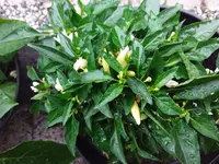 20170625_201225.webp