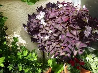 P1020014(1).webp