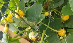 kürbis25.6..webp