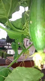IMG_20170625_204056523.jpg