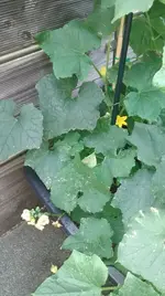 IMG_20170625_204139974.jpg