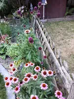Echinacea_Allium.webp