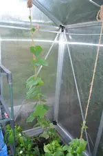 2017-06-25 Luffa1 GWH.webp