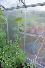 2017-06-25 Luffa2 GWH.webp