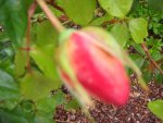 Rot-Gelbe-Rose (4).jpg
