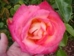 Rot-Gelbe-Rose (1).jpg