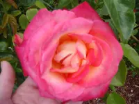 Rot-Gelbe-Rose (1).jpg