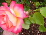 Rot-Gelbe-Rose (3).jpg