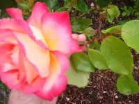 Rot-Gelbe-Rose (3).webp