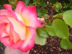 Rot-Gelbe-Rose (3).jpg