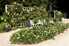 Rankgerüst für Rosen mit Sitzgelegenheit am Viktor Wallner Platz.webp