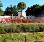 RAIN BIRD - Versenksprühregner im Rosarium Baden - 10.jpg