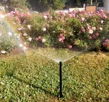 RAIN BIRD Versenksprühregner im Rosarium Baden - 11.webp