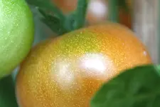 tomate.webp