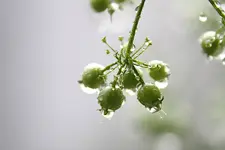 koriander_tropfen.webp