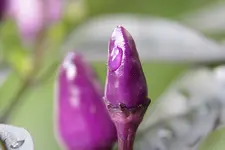 lila_luzi_tropfen.webp
