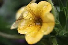 bluete_tropfen.webp