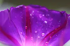 prunkwinde_tropfen.webp
