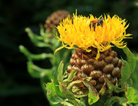 Flockenblume_gelb_Hummel_makro_900.webp
