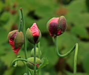 Mohn_pink_grün_Knospen_700.webp