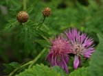 Flockenblume_klein_pink_grün_Blüte_Knospen_700.JPG