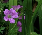 Storchschnabel_pink_Tropfen_makro2_800.JPG