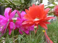 P1010151kaktee.webp