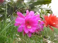 P1010150Blattkaktee.webp
