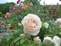 P1010148rose.webp