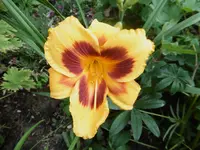 P1010145lilie.webp