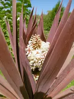 P1010155 (2).webp