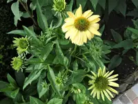 DSC00512.webp