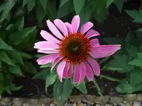 DSC00513.webp