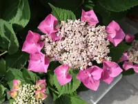 DSC00520.webp