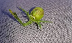 raupe.webp