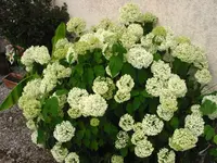 IMG_7879.webp