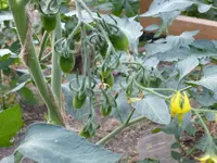 P1020671.webp