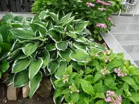 DSC00590.webp