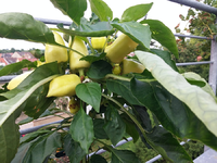 chili 2017 27.06-feher01.jpg