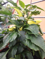 chili 2017 27.06-feher02.webp