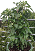 chili 2017 27.06-toscana01.jpg