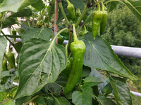 chili 2017 27.06-toscana02.jpg