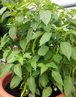 chili 2017 27.06-lombardo02.webp